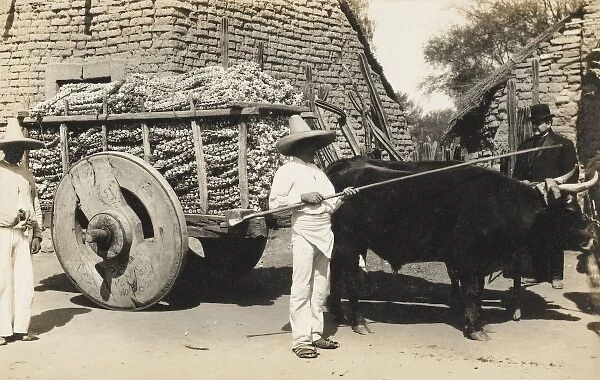 Garlic farmer in Mexico