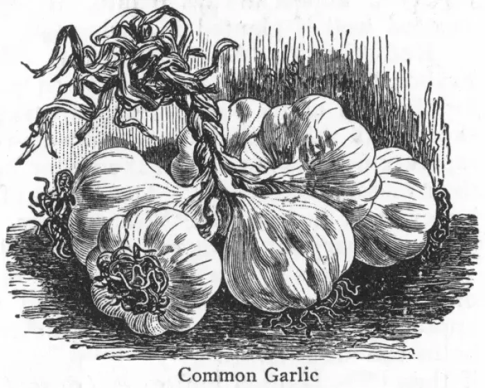 Framed Print : Garlic Head 19C Framed Print : Garlic Head 19C