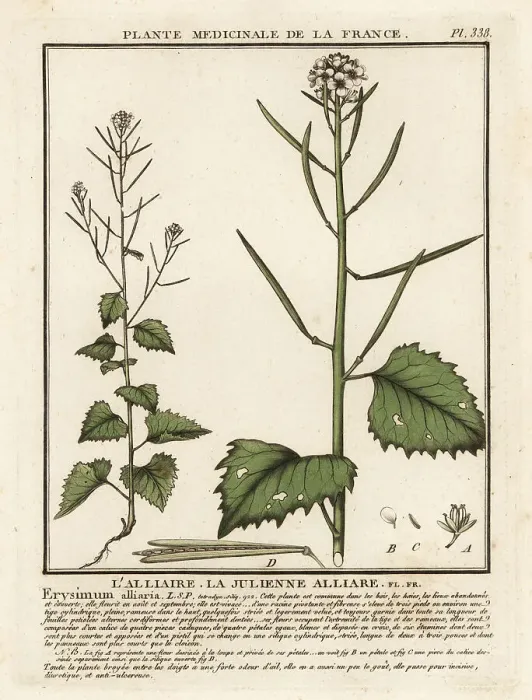 Framed Print : Garlic mustard, Alliaria petiolata Framed Print : Garlic mustard, Alliaria petiolata