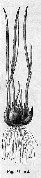 Garlic plant. Date: 19th century