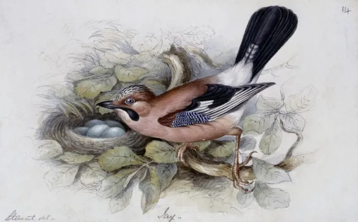 Framed Print : Garrulus glandarius, Eurasian jay Framed Print : Garrulus glandarius, Eurasian jay