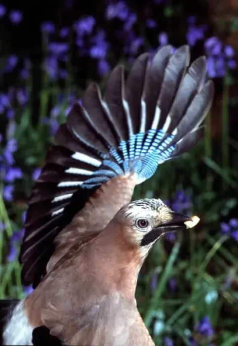 Framed Print : Garrulus glandarius, European jay Framed Print : Garrulus glandarius, European jay
