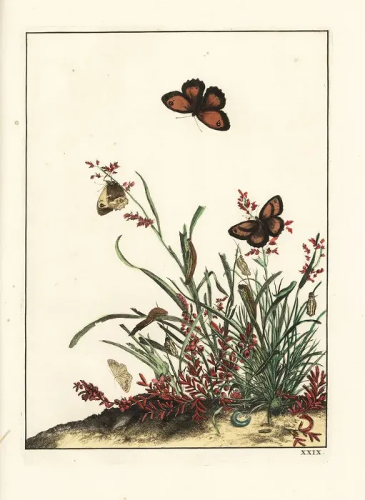 Framed Print : Gatekeeper butterfly, Pyronia tithonus, on grasses Framed Print : Gatekeeper butterfly, Pyronia tithonus, on grasses
