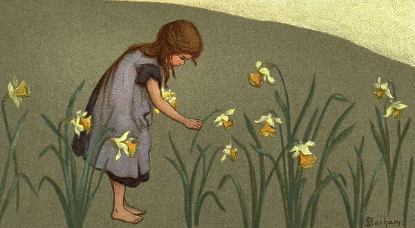 Gathering Daffodils. A young girl gathers DAFFODILS Date: 1910