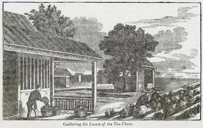 Framed Print : Gathering the leaves of the tea plant, China