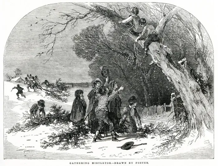 Framed Print : Gathering Mistletoe 1851 Framed Print : Gathering Mistletoe 1851
