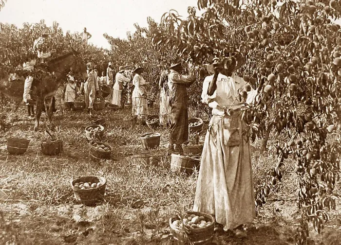 Framed Print : Gathering peaches Delaware USA early 1900s Framed Print : Gathering peaches Delaware USA early 1900s