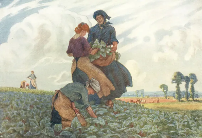 Framed Print : Gathering Rhubarb Framed Print : Gathering Rhubarb