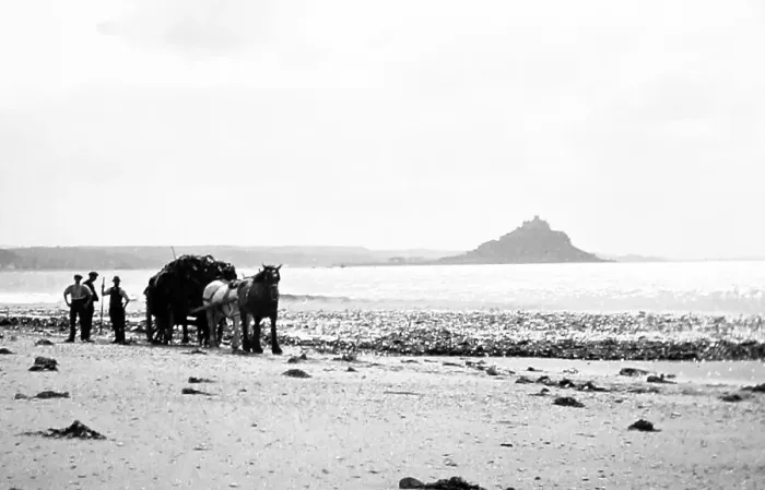 Framed Print : Gathering seaweed, Mounts Bay Framed Print : Gathering seaweed, Mounts Bay
