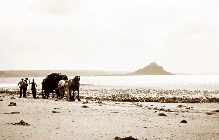 Framed Print : Gathering seaweed, Mounts Bay, Cornwall, early 1900s
