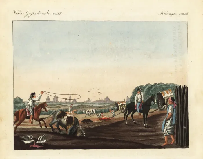 Framed Print : Gauchos butchering cattle at a slaughterhouse Framed Print : Gauchos butchering cattle at a slaughterhouse