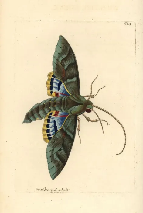 Framed Print : Gaudy sphinx moth, Eumorpha labruscae Framed Print : Gaudy sphinx moth, Eumorpha labruscae