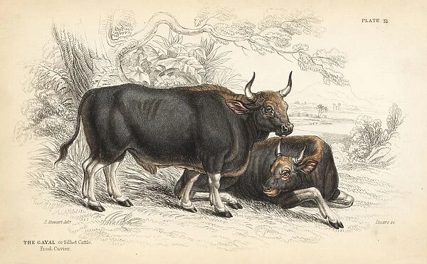 Gaur or Indian bison, Bos gaurus