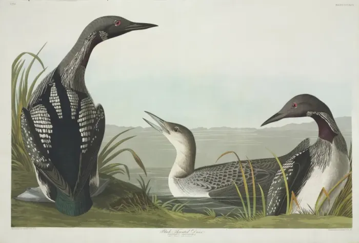 Framed Print : Gavia arctica, black-throated diver Framed Print : Gavia arctica, black-throated diver