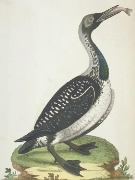 Framed Print : Gavia artica, black-throated diver Framed Print : Gavia artica, black-throated diver