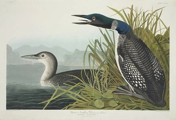 Gavia immer, great-northern diver