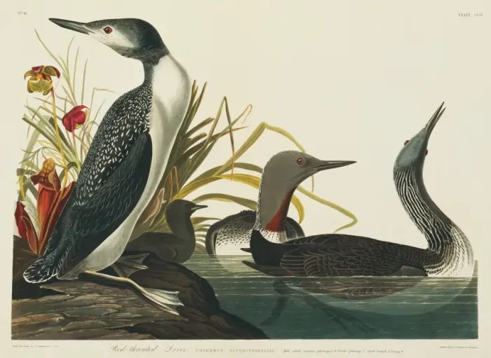 Framed Print : Gavia stellata, red-throated diver Framed Print : Gavia stellata, red-throated diver