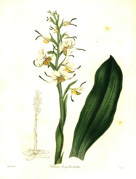 Framed Print : Gavilea longibracteata orchid Framed Print : Gavilea longibracteata orchid