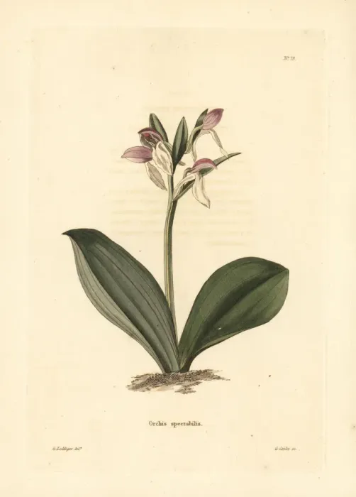 Framed Print : Gay orchis, Galearis spectabilis Framed Print : Gay orchis, Galearis spectabilis