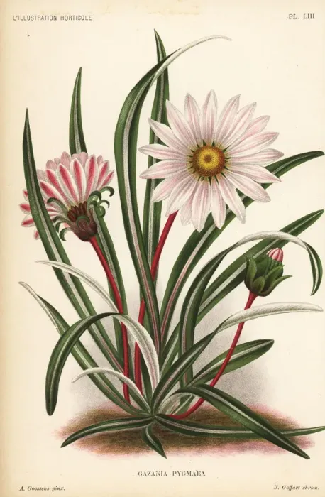 Framed Print : Gazania krebsiana subsp. serrulata Framed Print : Gazania krebsiana subsp. serrulata
