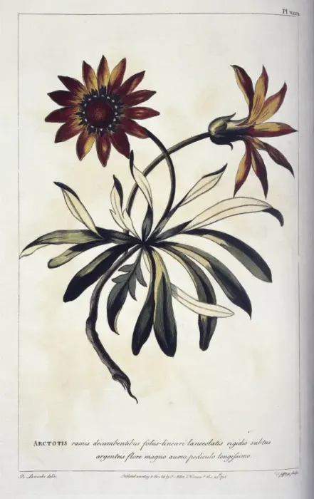 Framed Print : Gazania rigens, gazania Framed Print : Gazania rigens, gazania