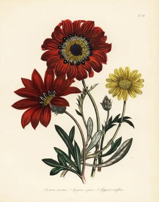 Framed Print : Gazania species Framed Print : Gazania species