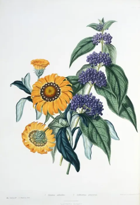 Framed Print : Gazania splendens, gazania and Callicarpa purpurea, purple b Framed Print : Gazania splendens, gazania and Callicarpa purpurea, purple b