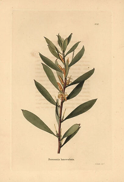 Geebung or snottygobby, Persoonia lanceolata