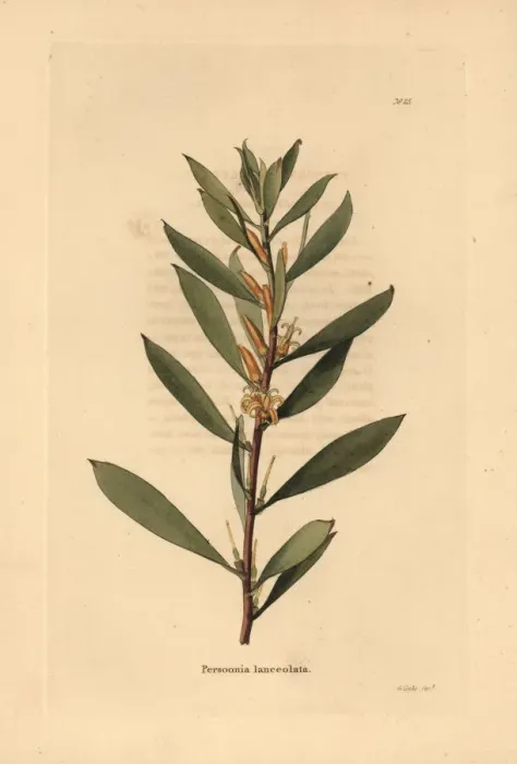 Framed Print : Geebung or snottygobby, Persoonia lanceolata Framed Print : Geebung or snottygobby, Persoonia lanceolata