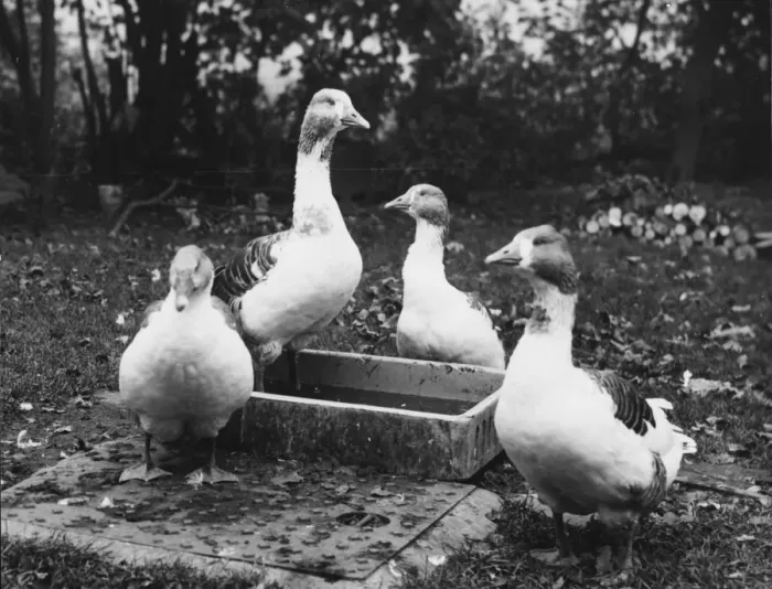 Framed Print : FOUR GEESE Framed Print : FOUR GEESE