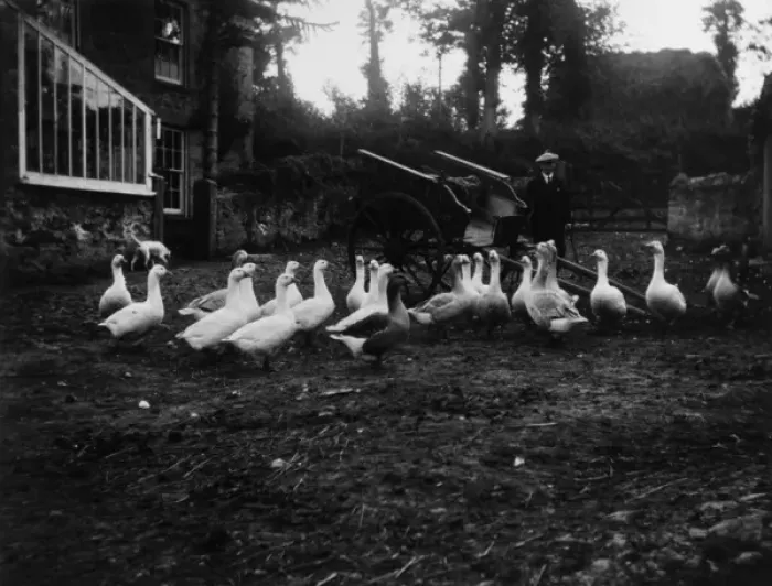 Framed Print : Geese at Bolingey, near Perranporth, Cornwall Framed Print : Geese at Bolingey, near Perranporth, Cornwall