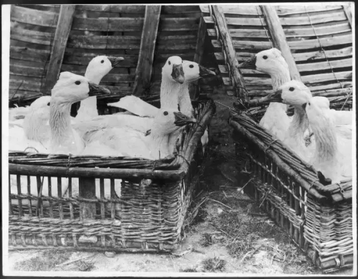 Framed Print : Geese in Hampers Framed Print : Geese in Hampers