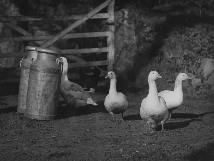 Framed Print : Geese & Milk Churns Framed Print : Geese & Milk Churns