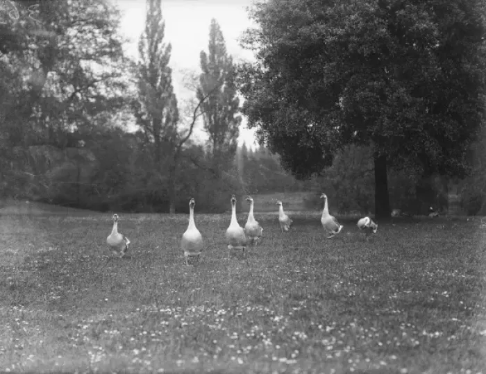 Framed Print : Geese in a Park Framed Print : Geese in a Park
