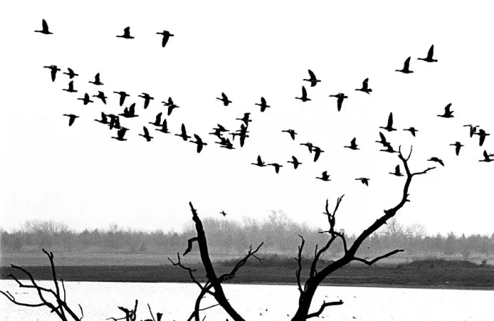 Framed Print : Geese, Rutland Water Framed Print : Geese, Rutland Water