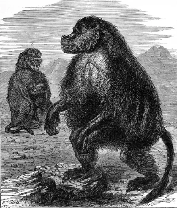 Framed Print : Gelada Monkeys at the Alexandra Palace, London, 1877 Framed Print : Gelada Monkeys at the Alexandra Palace, London, 1877