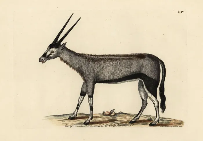 Framed Print : Gemsbok or gemsbuck, Oryx gazella Framed Print : Gemsbok or gemsbuck, Oryx gazella