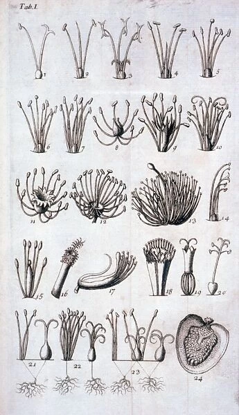 Genera Plantarum