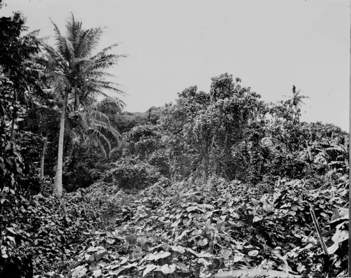 Framed Print : General view of woods at Tongataboo Framed Print : General view of woods at Tongataboo