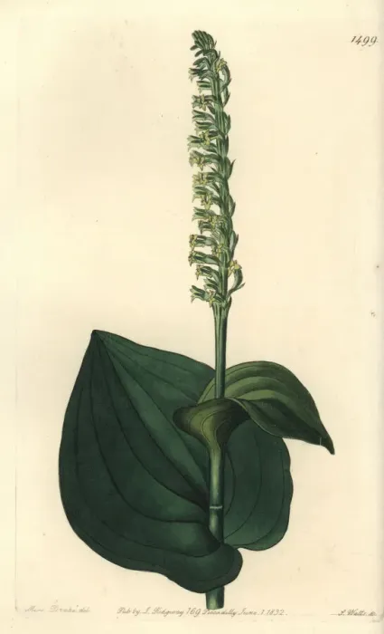 Framed Print : Gennaria diphylla Framed Print : Gennaria diphylla
