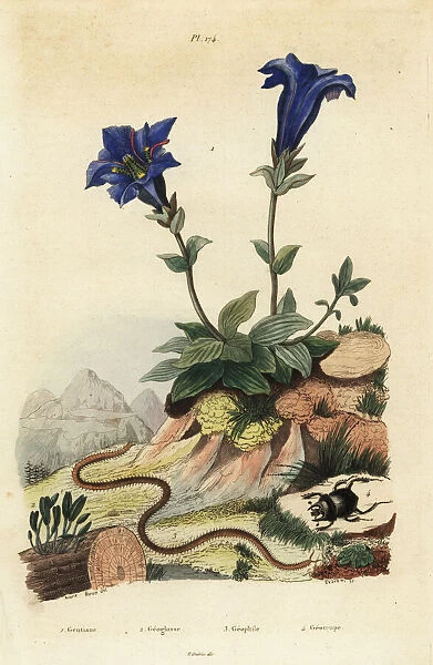 Gentian, clavaria, centipede and scarab beetle
