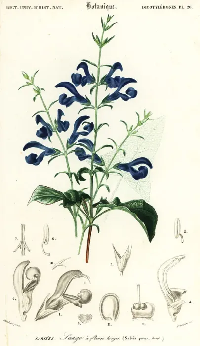 Framed Print : Gentian sage or spreading sage, Salvia patens Framed Print : Gentian sage or spreading sage, Salvia patens