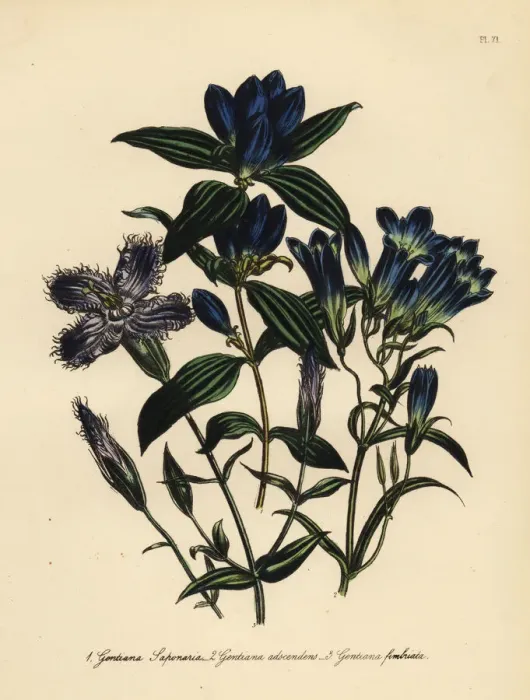 Framed Print : Gentian species