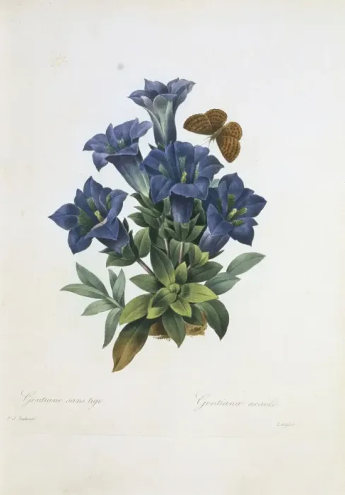 Framed Print : Gentiana acaulis, stemless gentian Framed Print : Gentiana acaulis, stemless gentian