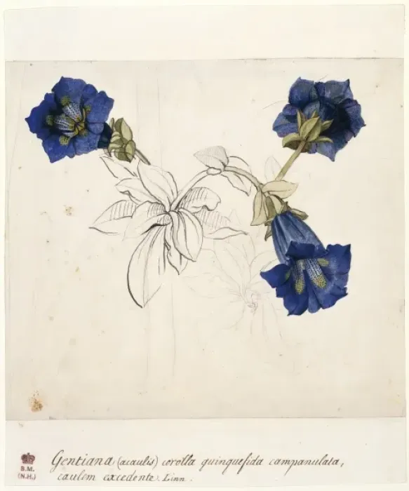 Framed Print : Gentiana acaulis, stemless gentian Framed Print : Gentiana acaulis, stemless gentian