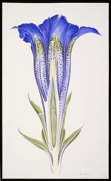 Gentiana sp. Gentiana, family Gentianaceae, watercolour on card by A.H