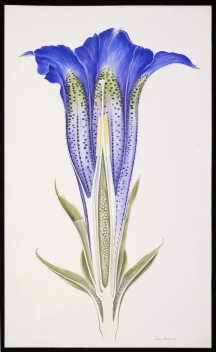 Framed Print : Gentiana sp