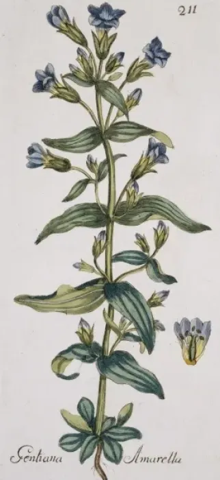 Framed Print : Gentianella amarella, felwort Framed Print : Gentianella amarella, felwort