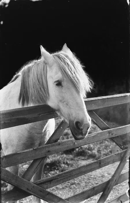 Framed Print : A Gentle Horse at the Gate Framed Print : A Gentle Horse at the Gate