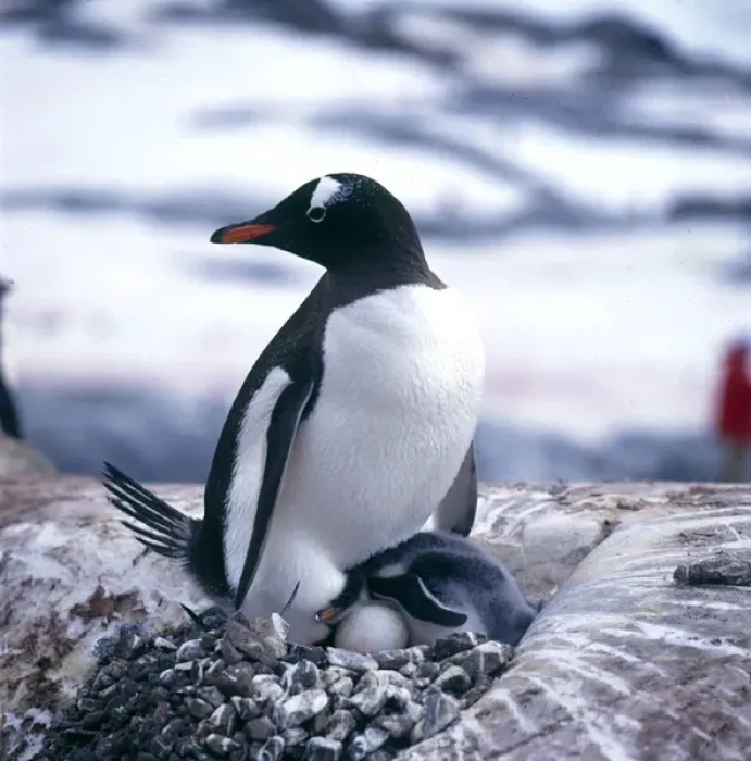 Framed Print : Gentoo Penguin and Young Framed Print : Gentoo Penguin and Young